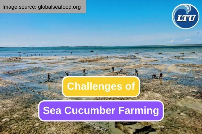 Learn the Challenges in Sea Cucumber Farming